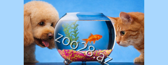 Balıqlarınızın düzgün baxımı üçün bilməli olduğunuz hər şey