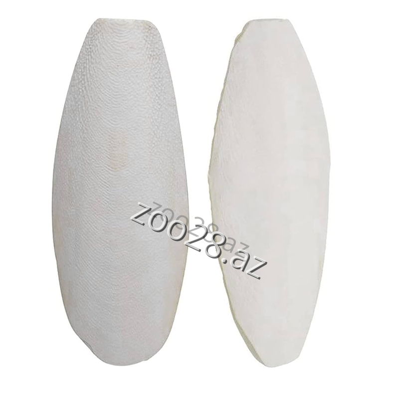 Kalamar Sümüyü,1 ədəd - Quşlar | Zoo28.az