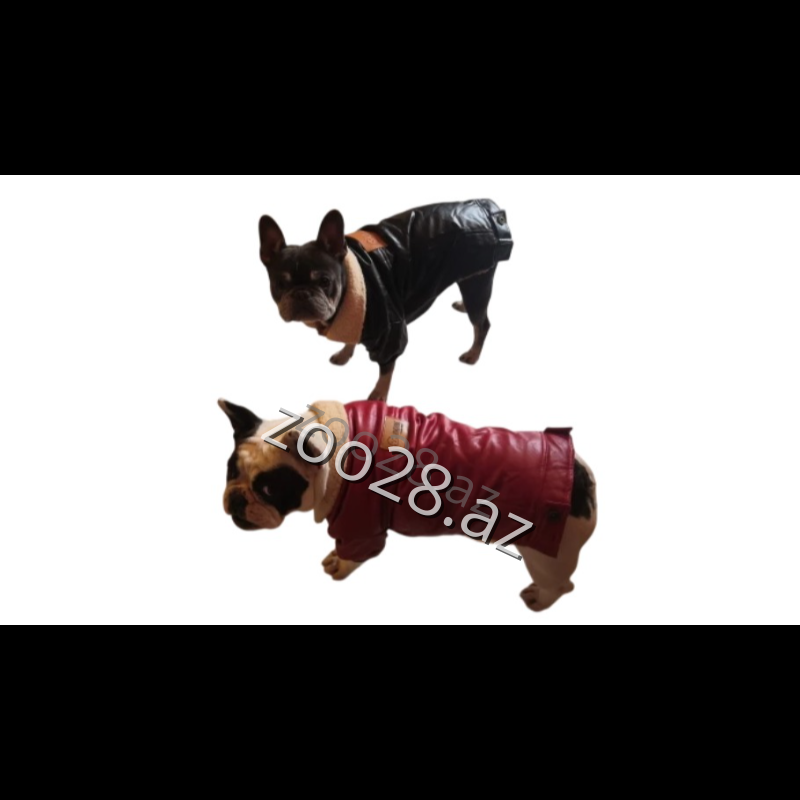 HongHong 140 Jacket Q - Dogs - Photo 2