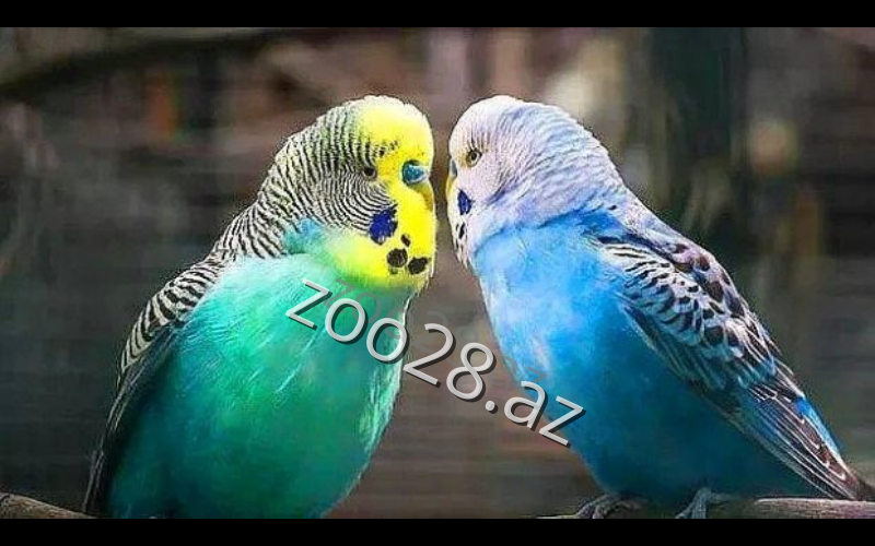 Ev quşlarına qulluq: Tutuquşu və kanareykanın baxımı